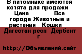 В питомнике имеются котята для продажи › Цена ­ 30 000 - Все города Животные и растения » Кошки   . Дагестан респ.,Дербент г.